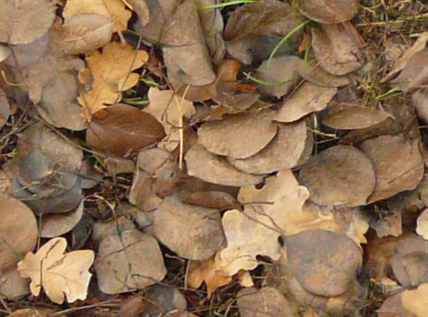 leaves on the ground texture